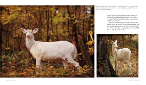 White Deer Ghosts Of The Forest Manitowish River Press