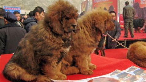 tibetan mastiff sells   million popular fidelity unusual stuff