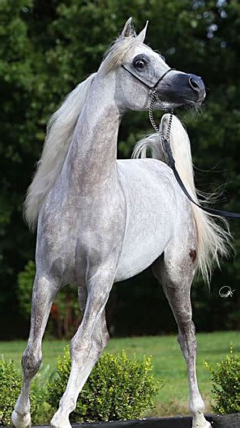 Dapple Arabian White Horses Horse Pictures Horse Coloring