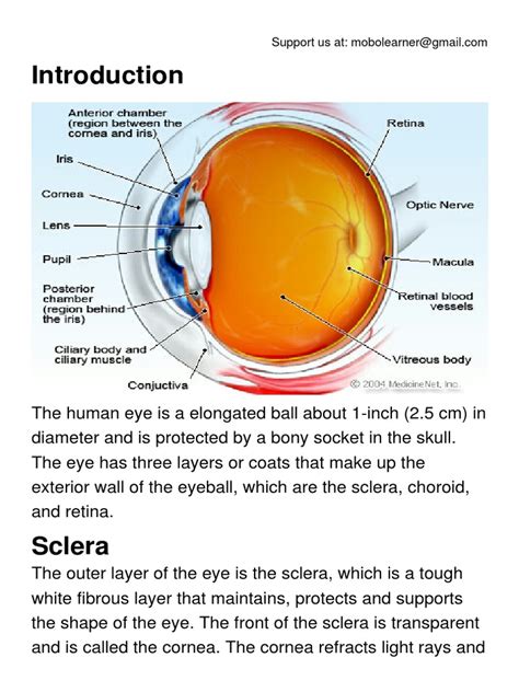 Anatomy Of The Eye Pdf Pdf Human Eye Visual System