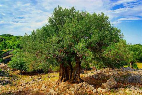 Origins Of Domesticated Olive Tree Revealed