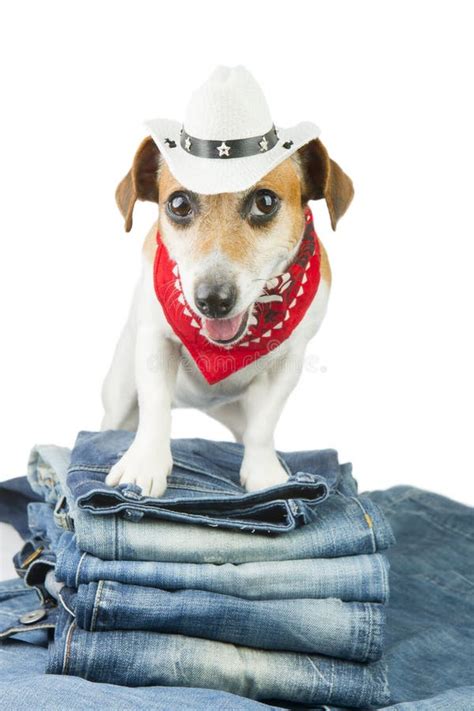 Funny Terrier Dog Wearing Cowboy Hat Stock Photos Free And Royalty Free