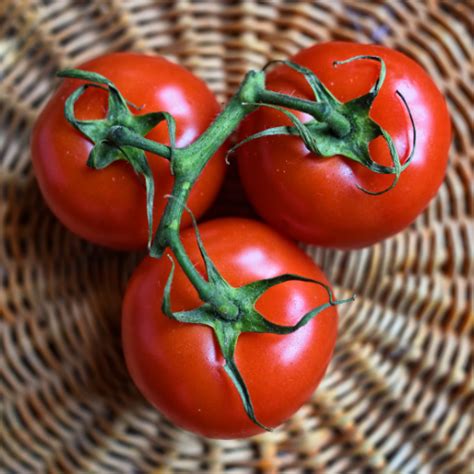 Tomato 42 Days Solanum Lycopersicum Terre Promise