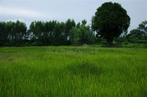 Ricecornfieldgreen Stock Photo Image Of Harvest Growth 77255820