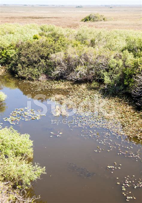 Everglades River Of Grass Panoramic View Stock Photo Royalty Free