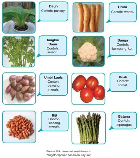 Jenis Tanaman Sayuran Sarana Produksi Dan Tahapan Budidayanya My Xxx
