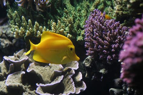 Free Images Sea Water Ocean Animal Underwater Tropical Fishing