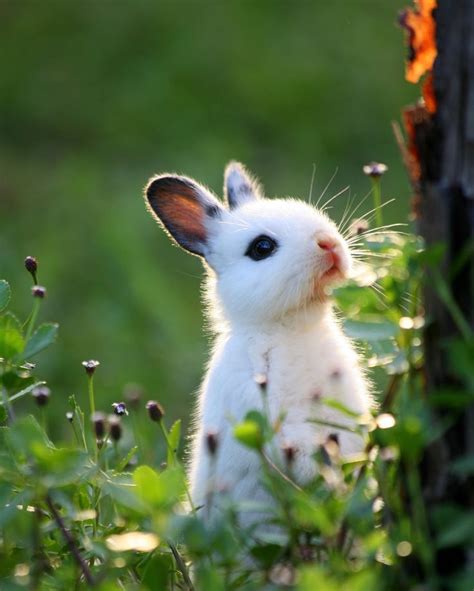 Baby White Bunny In The Woods Cute Bunny Pictures Cute Animals