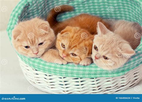 Three Kittens Sitting In A Basket Stock Photo Image Of Beautiful