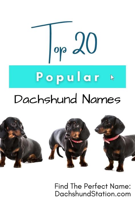 Dachshund Names 70 Delightful Dreamy Wiener Dog Names Artofit
