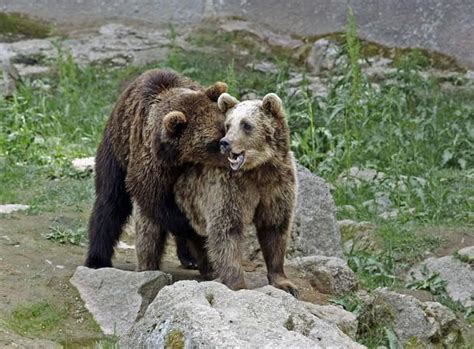 Male Brown Bears Seen Performing Oral Sex Ibtimes India