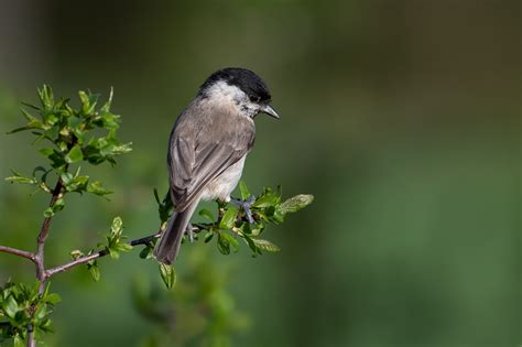 By adminposted on november 20, 2020. Nonnenmeise Foto & Bild | natur, singvogel, tiere Bilder ...