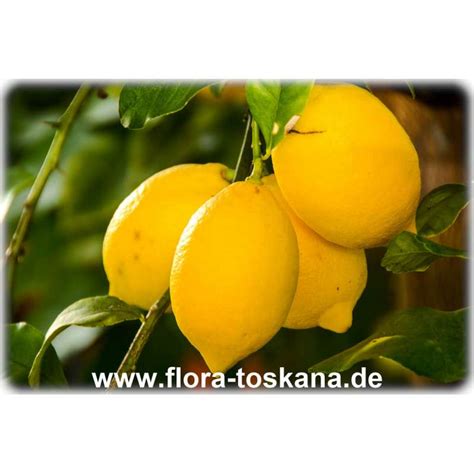 Citrus Limon Feminello Xxl Round Lemon Flora Toskana