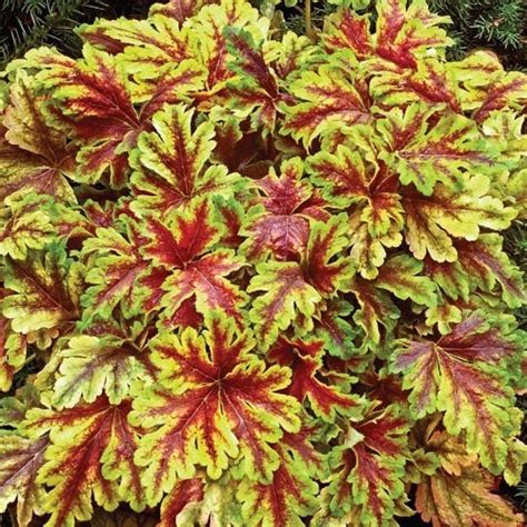 We're on the border between zones 6 and 7 in maryland. Gold Zebra Heucherella (Foamy Bells) - Shade Loving ...