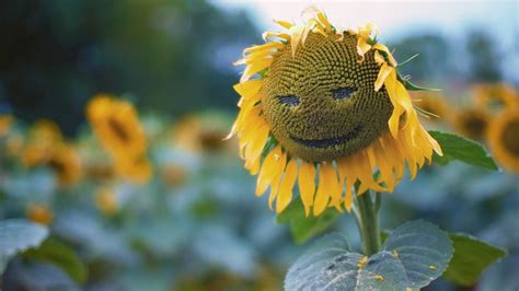 2048x1152 Sunflower Smiley 2048x1152 Resolution Hd 4k Wallpapers