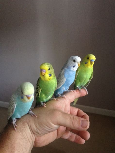 Check local store availability on blue parakeets for sale! Baby Budgies | London, South West London | Pets4Homes