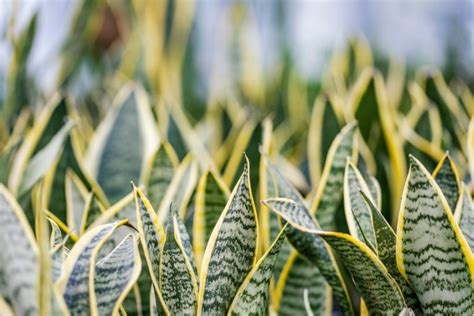 Maybe you would like to learn more about one of these? Snake Plant Care, Watering & Growing Tips | Horticulture.co.uk