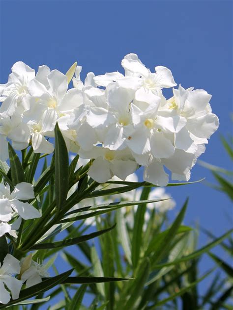 Tropical White Oleander Plant Nerium Oleander Urban Perennials