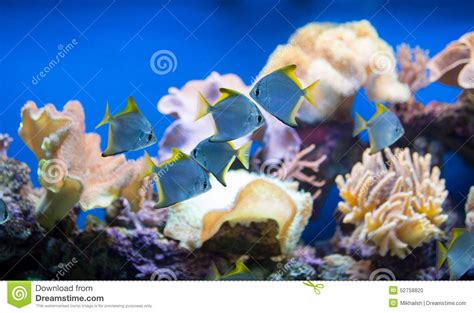 Coral Reef Fishes Stock Photo Image Of Fishes Maldives 52758820