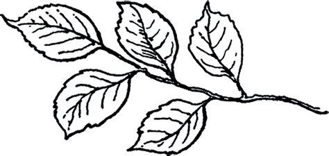 12 Leaf Clipart Black And White Leaves The Graphics Fairy