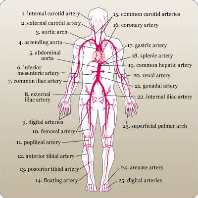 A) schematic diagram of the carotid arteries with the three planes, p. Labeled diagram of the major arteries in the human body ...