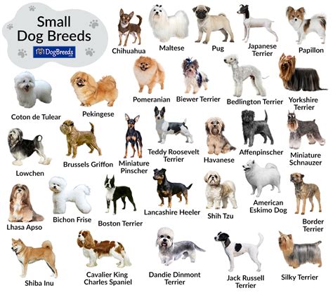 List Of Big Dog Breeds With Pictures Atelier Yuwaciaojp