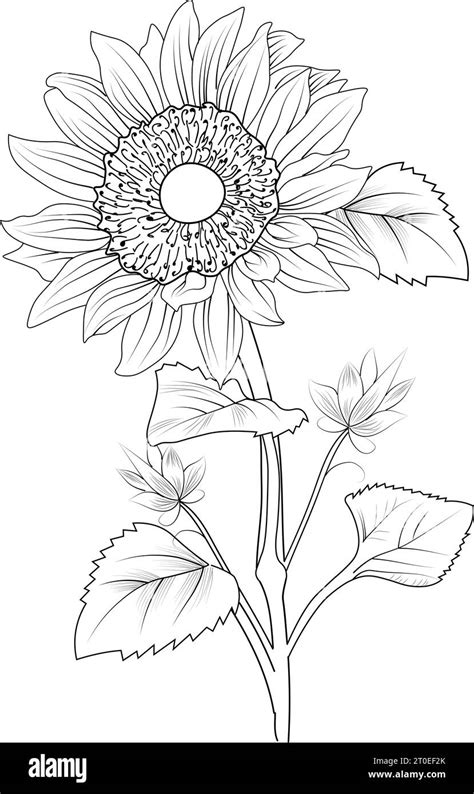 Sunflower Drawing For Kids Small Sunflower Drawing For Kids Botanical