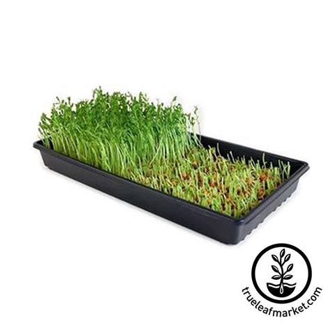 Soil Based Microgreens Growing Starter Kit Grow Microgreens
