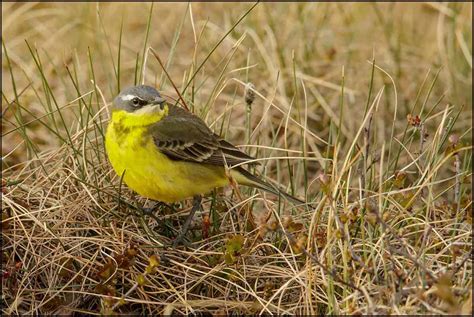 Eastern Yellow Wagtail Focusing On Wildlife