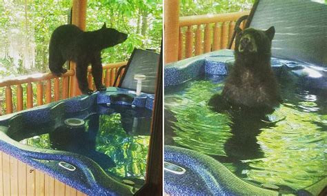 Tennessee Couple Catches Bears Taking A Dip In Their Hot Tub During