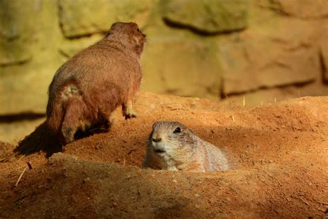 Free Images Wildlife Zoo Mammal Rodent Fauna Vertebrate Prairie