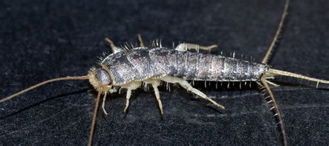 What Are Silverfish And Where Do They Come From