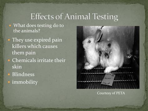 Ppt Stop Animal Testing Powerpoint Presentation Free Download Id
