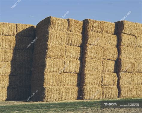 Stacked Hay Bales Straw Farm Stock Photo 138812406