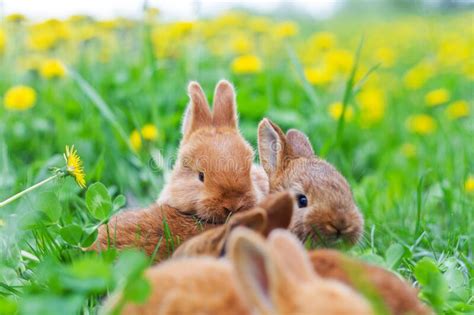 Rabbits Among Spring Green Grass Stock Photo Image Of Ears Fluffy