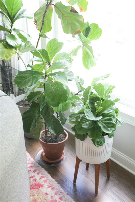 Expert Fiddle Leaf Fig Plant Care Grow Tips Paisley Plants