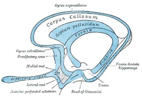 Neural - Rhinencephalon Development - Embryology