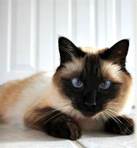 Siamese cats for sale siamese kittens cute kittens bengal cats simease cats sphynx cat bengal #balinese cats are smart sweet and fun to be around. 47 best images about Hypoallergenic Cats on Pinterest ...