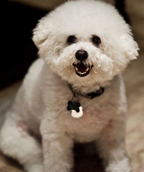 Without regular haircuts, your dog will have matted fur which would be annoying for both of you. The Popular, sophisticated dogs, Bichon Frisé - DoggyZoo ...
