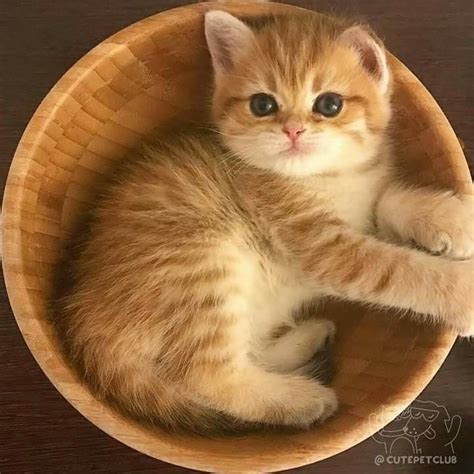 Orange Tabby Kitten In Basket Cats Cute Cats Kittens Cutest