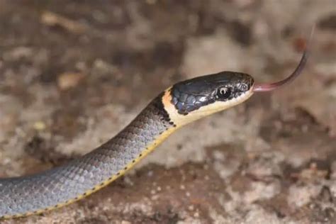 How Do Snakes Communicate With Each Other Wildlife Informer