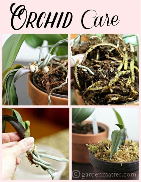 Caring For Orchid Is Not As Daunting And Most People Believe Learn How To When And Why