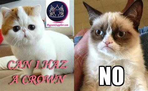 Cute Cat Vs Grumpy Cat Pageant Crown Tiara Funny Meme