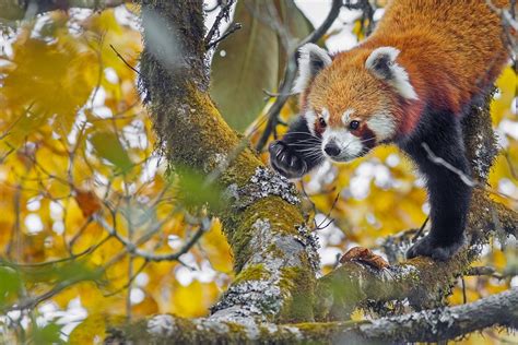 Nepal Red Panda And Singalila Forest Ornis Birding Expeditions