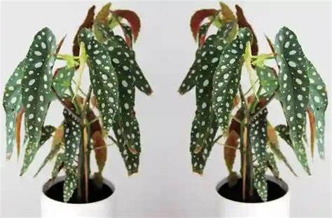 Maybe you would like to learn more about one of these? Begonia Maculata (Polka Dot Begonia): Step-By-Step Guide ...