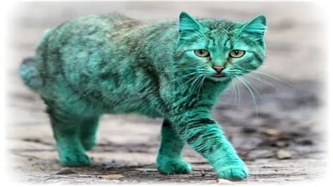 The Rarest And Strangest Cat Breeds In The World Youtube