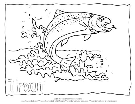 Rainbow-trout-coloring-page- - Cliparts.co