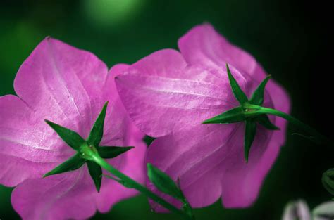 Banco de imagens natureza Flor plantar folha flor pétala verão