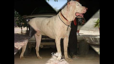 Last female dogo argentino from this litter of nova and beast. LAKHEWALI Dogo argentino BREEDERS MUKTSAR(PUNJAB)INDIA, SIRSA,HARYANA 9876057076 - YouTube