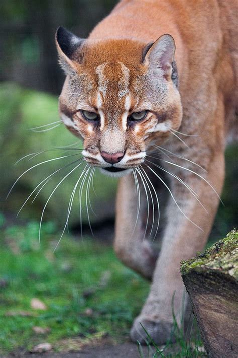 Legend says that carrying one hair will give the bearer protection from tigers, or burning the pelt will drive tigers away from the village. ~~Whiskers | Asian Golden Cat, medium-sized wild cat of ...